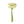 Load image into Gallery viewer, Ranunculus Bunch
